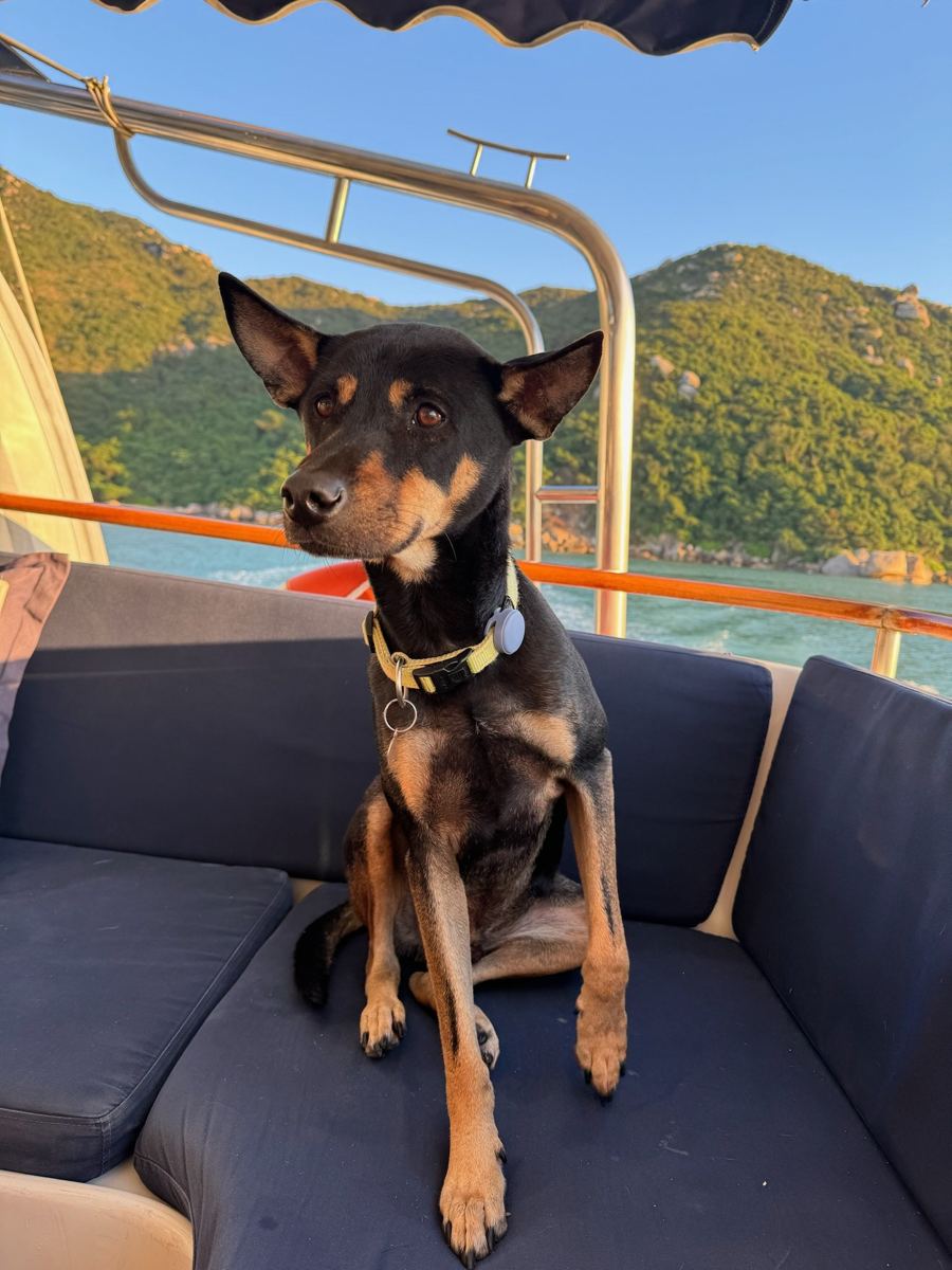 The ship's dog sitting on the deck sofa